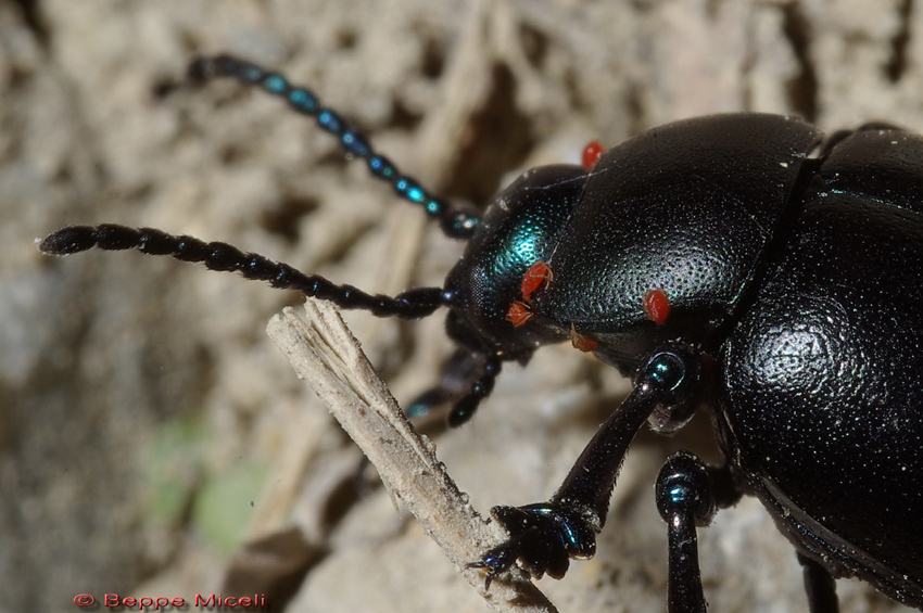 Timarcha tenebricosa parassitata da acari